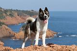 AKITA AMERICAIN 159
